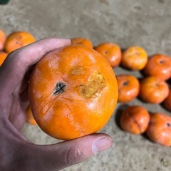 早い者勝ち！訳あり　次郎柿30個(甘くて美味しです)おまけあり✨✨の画像