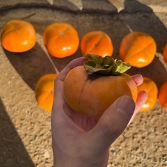 次郎柿30個(甘くて美味しです)おまけあり✨✨の画像