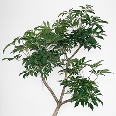 観葉植物 シェフレラの画像