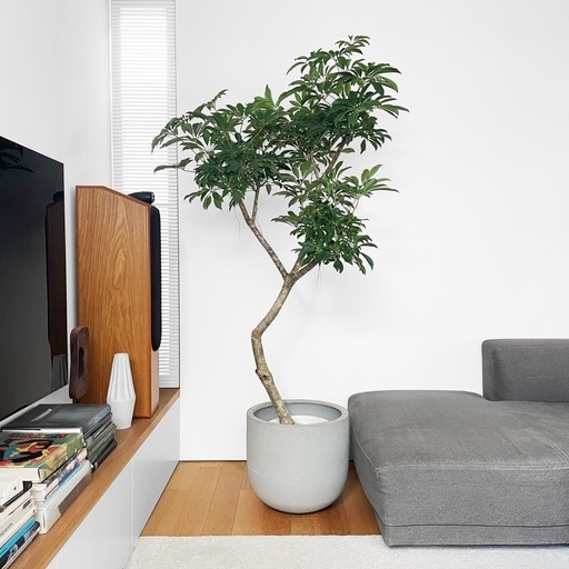 観葉植物 シェフレラ