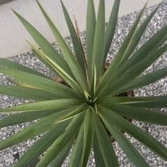 ドライガーデン　ユッカの画像