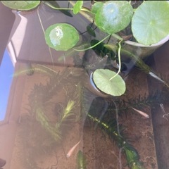 ミックスメダカ5匹※11月24日までの画像