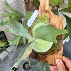 【画像更新】ビカクシダ　e-1 白ビフ　観葉植物　板付の画像