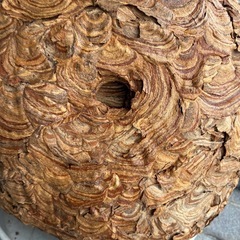 蜂の巣　スズメバチの巣　縁起物　厄除け　魔よけ　アンティークインテリアの画像