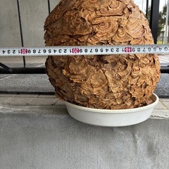 蜂の巣　スズメバチの巣　縁起物　厄除け　魔よけ　アンティークインテリアの画像