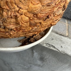 蜂の巣　スズメバチの巣　縁起物　厄除け　魔よけ　アンティークインテリアの画像