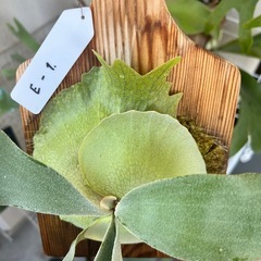 【画像更新】ビカクシダ　e-1 白ビフ　観葉植物　板付の画像