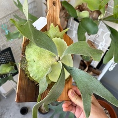 【画像更新】ビカクシダ　e-1 白ビフ　観葉植物　板付の画像