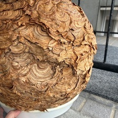 蜂の巣　スズメバチの巣　縁起物　厄除け　魔よけ　アンティークインテリアの画像