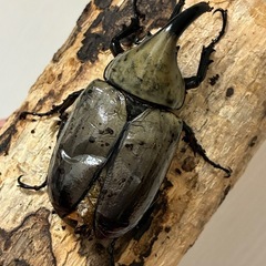 グラントシロカブト成虫♂１♀２の画像