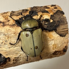 グラントシロカブト成虫♂１♀２の画像