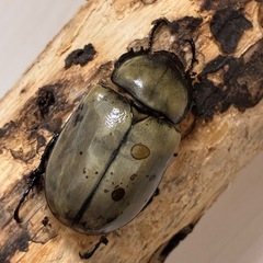 グラントシロカブト成虫♂１♀２の画像