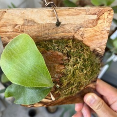 【特価】ビカクシダ　SS Foong エスエスフーン⭐︎ 観葉植物　板付の画像