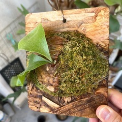 【特価】ビカクシダ　SS Foong エスエスフーン⭐︎ 観葉植物　板付の画像