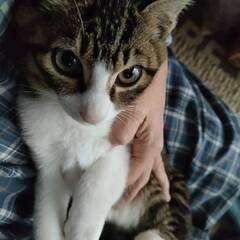 生後３か月半くらい、キジ白、男の子