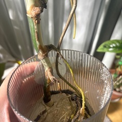 斑入りモンステラの画像