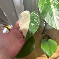 斑入りモンステラの画像