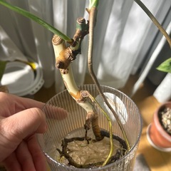 斑入りモンステラの画像