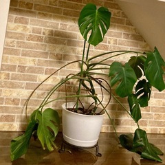 モンステラ　存在感◎の画像