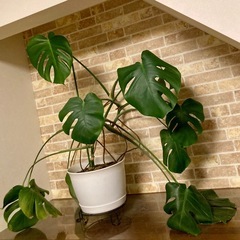 モンステラ　存在感◎の画像