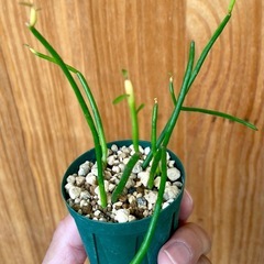 ユーフォルビア多肉植物まとめ売り特価！①②③の画像