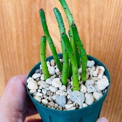 ユーフォルビア多肉植物まとめ売り特価！①②③の画像