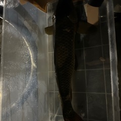 鯉「コイ
」の画像