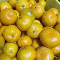 【農家直販！】佐賀県唐津市産みかん🍊の画像