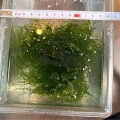 ウィローモス石つきの画像