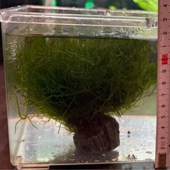 ウィローモス石つきの画像