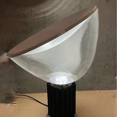 flos tacciaの画像