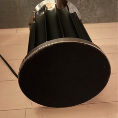 flos tacciaの画像