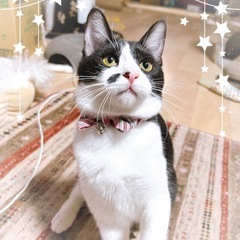 ほくろがチャームポイント　白黒6ヶ月半女の子　わかめちゃん🩷