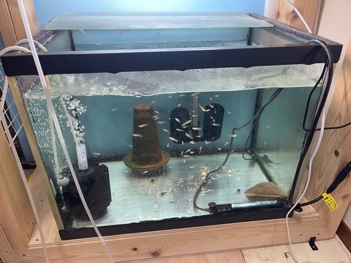 60センチワイド水槽