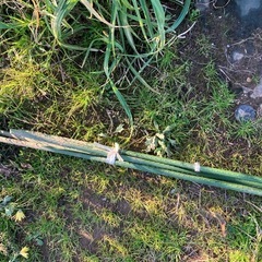 アーチ支柱、つる植物、家庭菜園などの画像