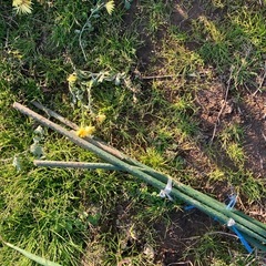 アーチ支柱、つる植物、家庭菜園などの画像