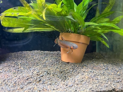 マクロストマ　ペア　ワイルドベタ