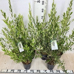 【植物】オリーブ苗 ひなかぜ ５号の画像