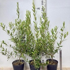 【植物】オリーブ苗 ひなかぜ ５号の画像
