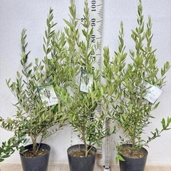 【植物】オリーブ苗 ひなかぜ ５号の画像