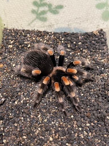 メキシカンレッドニータランチュラ(ケージ付き)