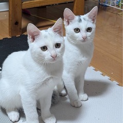 雪のような真っ白兄妹