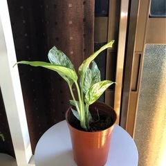 美しい観葉植物。の画像