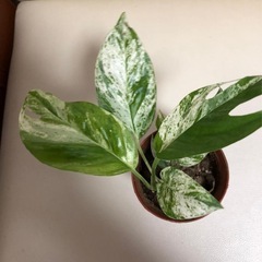 美しい観葉植物。の画像