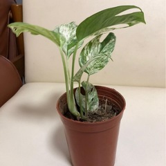 美しい観葉植物。の画像