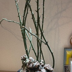 アディニアグロボーサの画像