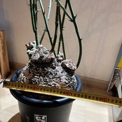 アディニアグロボーサの画像