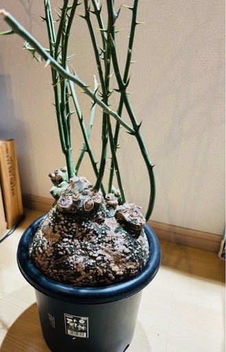 アディニアグロボーサ