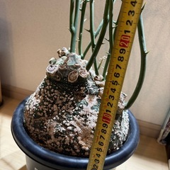 アディニアグロボーサの画像