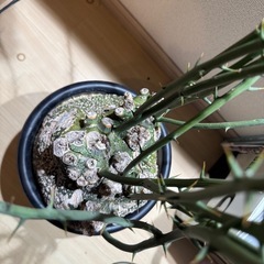 アディニアグロボーサの画像